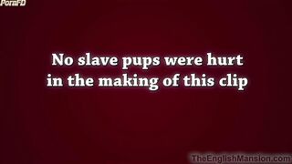 TheEnglishMansion - Study - A Pup's Xmas Tail