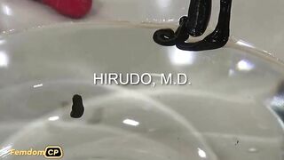 QUEENSNAKE Hirudo, M.D. - QS