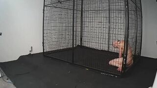 BondageLife Rachel Greyhound - New Cage Roamings