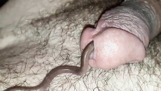 WORMS IN COCK