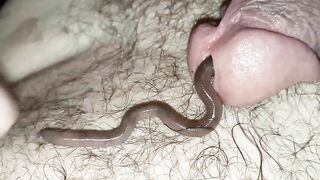 WORMS IN COCK