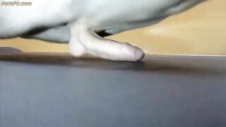 Pushups humping cum closeup 2