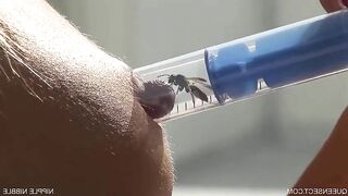 Little wasp can make this girl scream harder than any cock